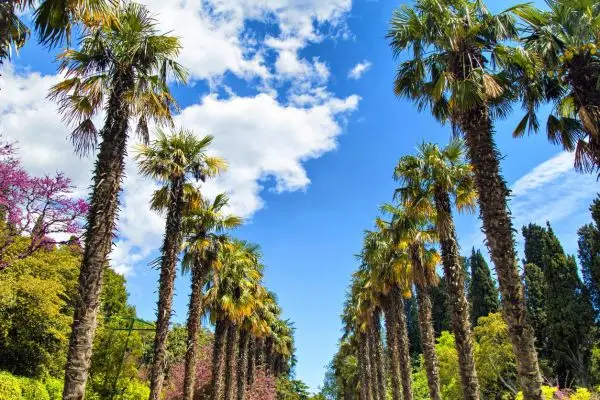 Сочи и Краснодарский край